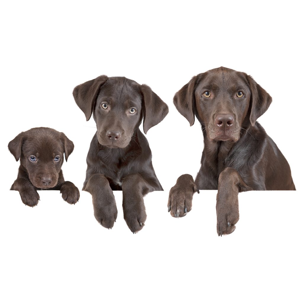 afbeelding Leeftijd van de hond en de kat in mensenjaren