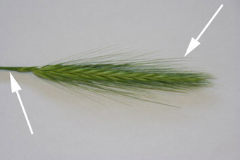 Dierenkliniek Tiel-Drumpt: Hier ziet u een foto van een grasaar, met pijlen bij de punt en bij de “weerhaken”.