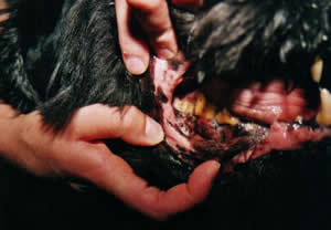 Tumor (plaveiselcelcarcinoom) in wang van hond Chivas na twee behandelingen met chemotherapie.