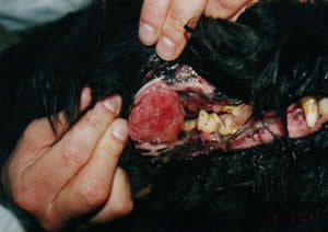 Tumor (plaveiselcelcarcinoom) in wang van hond Chivas voor behandeling met chemotherapie.