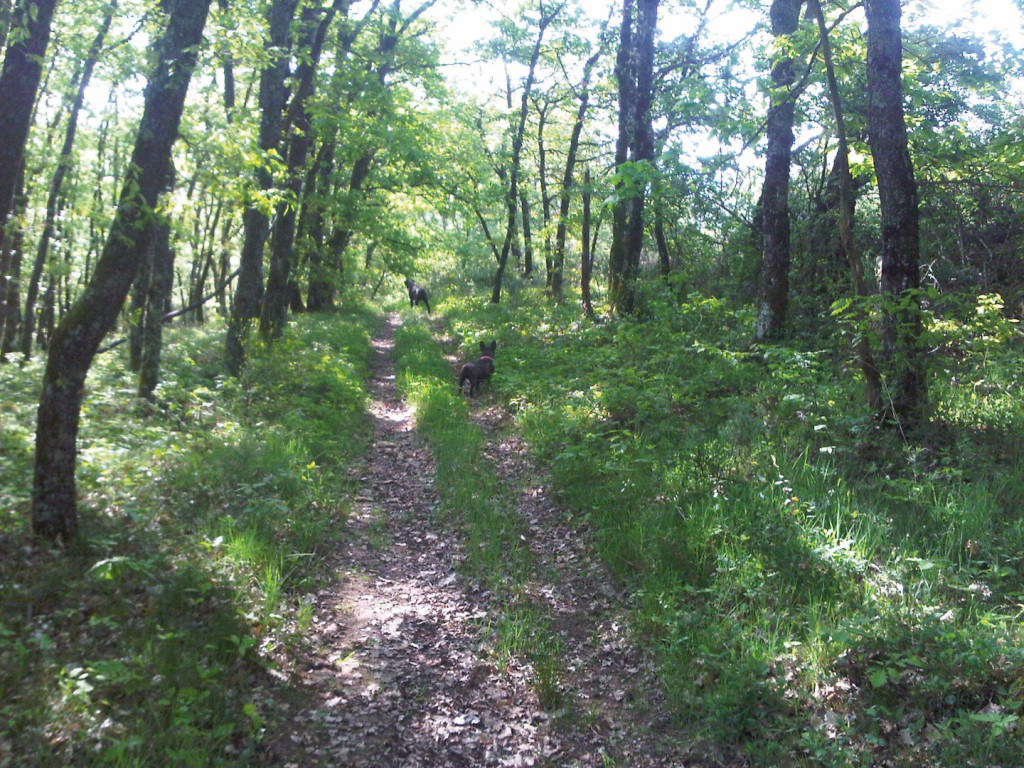 Dierenkliniek Tiel-Drumpt: De Ixodes teek kan onder andere opgelopen worden in het bos. Deze teek kan een overbrenger zijn van de bacterie die ziekte van Lyme veroorzaakt.
