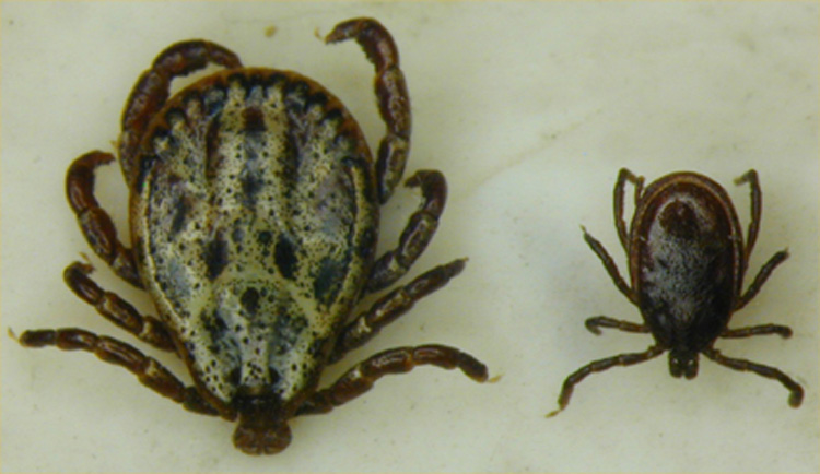 Dierenkliniek Tiel-Drumpt: Mannelijke Dermacentor (links) versus Ixodus (rechts).