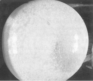 Dierenkliniek Tiel-Drumpt: Vossenlintworm, blaas na chirurgisch verwijderen. (Bron: Dhr. P.Overgaauw)