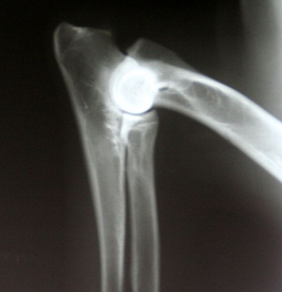 Een normale elleboog van de hond