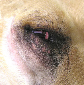 Dierenkliniek Tiel-Drumpt: Entropion bij de hond, een niet goed gecorrigeerd ooglid.