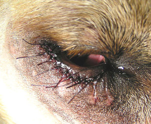 Dierenkliniek Tiel-Drumpt: Entropion bij de hond, direct na operatie zijn de oogleden nog gezwollen.