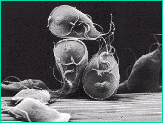 Een cyste van de parasiet giardia (Bron: Dhr. P. Overgaauw)