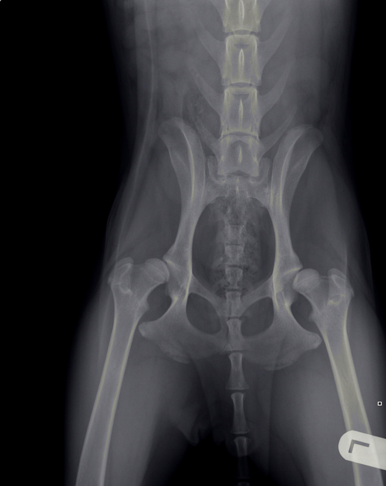 Duidelijke heupdysplasie