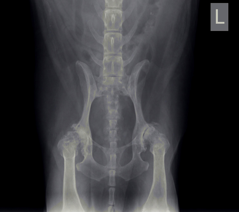 Dierenkliniek Tiel-Drumpt: Hele ernstige heupdysplasie met slijtage.