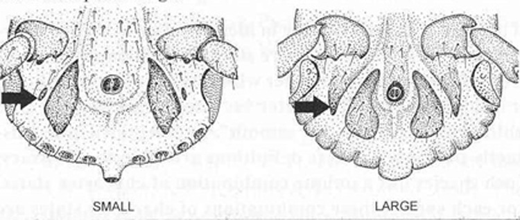 Dierenkliniek Tiel-Drumpt: Op deze tekening van de buikzijde ziet u bij de pijl de accessoire adanale platen.