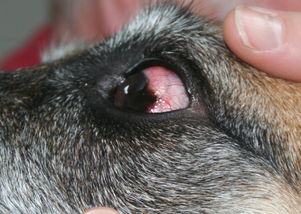 Dierenkliniek Tiel-Drumpt: Pannus bij de hond na behandeling.