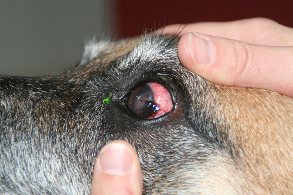 Dierenkliniek Tiel-Drumpt: Pannus bij de hond.