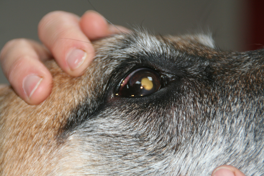 Dierenkliniek Tiel-Drumpt: Pannus bij de hond na behandeling.