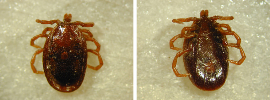 Dierenkliniek Tiel-Drumpt: De Ixodes hexagonus teek, het mannetje.