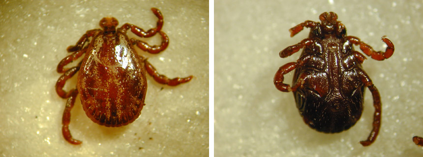 Dierenkliniek Tiel-Drumpt: De Dermacentor Reticulatus teek, het mannetje.
