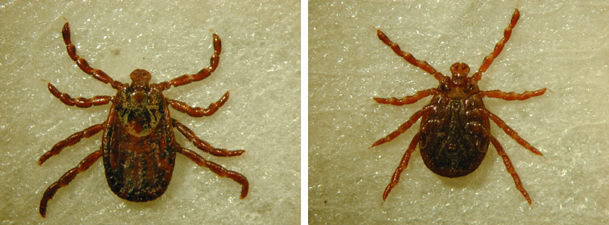 Dierenkliniek Tiel-Drumpt: De Dermacentor Reticulatus teek, het vrouwtje.