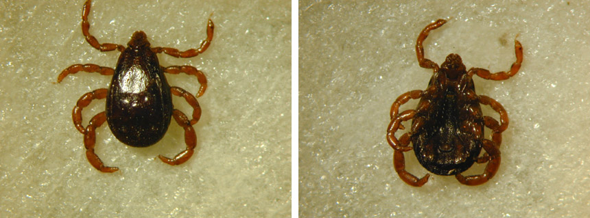 Dierenkliniek Tiel-Drumpt: De Rhipicephalus Sanguineus teek, het mannetje.