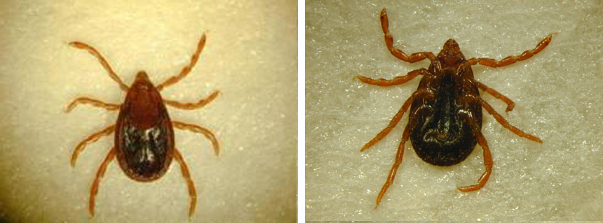 Dierenkliniek Tiel-Drumpt: De Rhipicephalus Sanguines teek, het vrouwtje