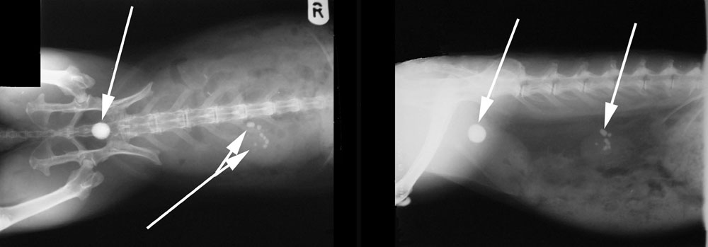 Dierenkliniek Tiel-Drumpt: Blaasgruis (Blaaszand) en blaasstenen bij het konijn