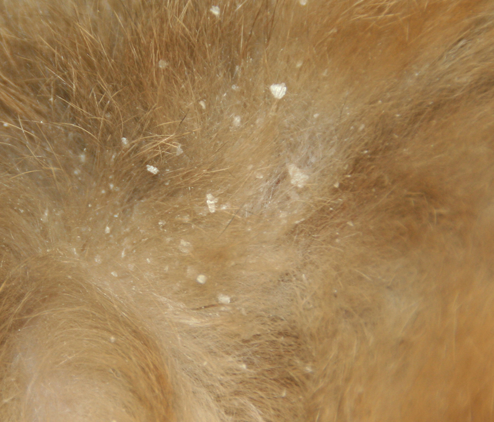 Dierenkliniek Tiel-Drumpt: Vachtmijt bij het konijn