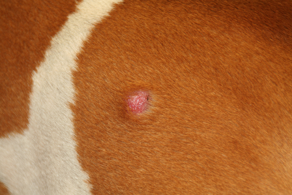 Dierenkliniek Tiel-Drumpt: We zien het histiocytoom vaker bij jonge honden. Het kan echter op elke leeftij voorkomen.