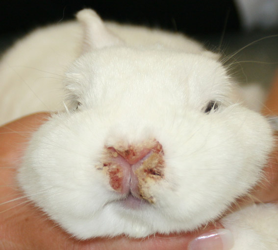 Voor de behandeling.