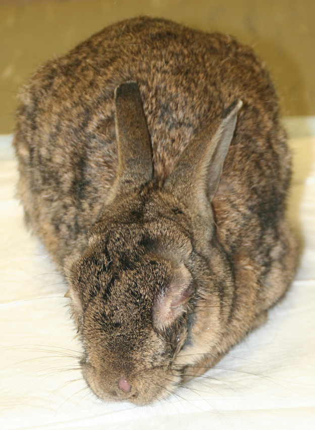 Dierenkliniek Tiel-Drumpt: Myxomatose bij het konijn verloopt vaak dodelijk.