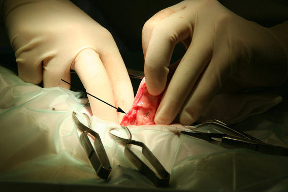 Dierenkliniek Tiel-Drumpt: Het steriliseren van een poes. De eierstok wordt naar buiten gehaald.