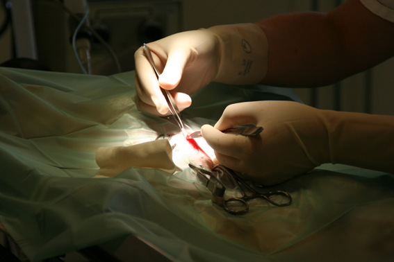 afbeelding Kat en castratie / sterilisatie