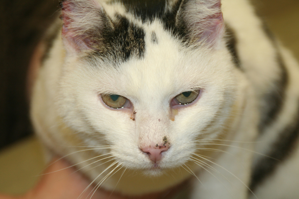Dierenkliniek Tiel-Drumpt: Wanneer een wit dier veel in de zon zit, zoals deze kat, dan kan de huid verbranden. Hierdoor kan er huidkanker ontstaan.