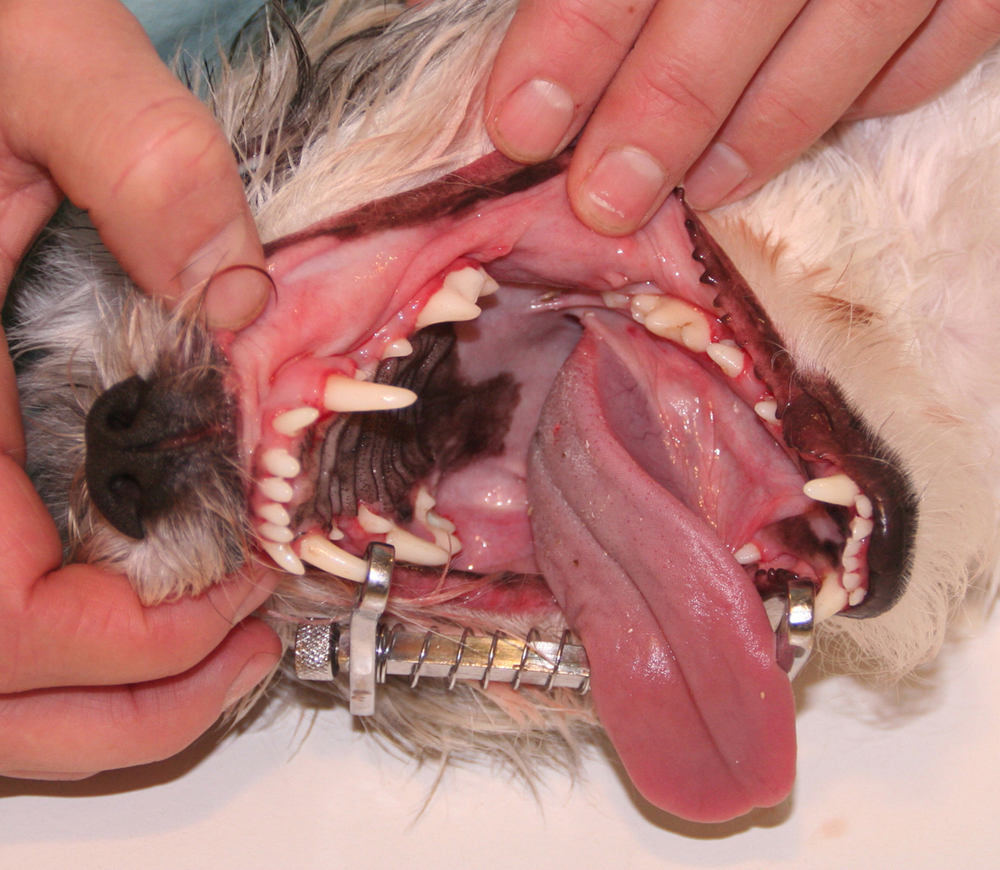 Dierenkliniek Tiel-Drumpt: Gebitsbehandeling