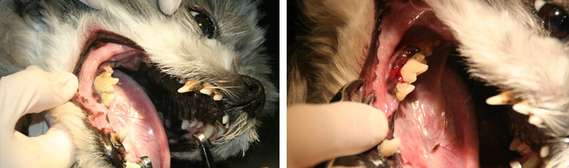 Dierenkliniek Tiel-Drumpt: tandsteen bij een vies gebit.