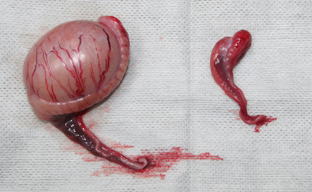 Dierenkliniek Tiel-Drumpt: Niet ingedaalde testikels: Een normale testikel (links) versus een cryptorche testikel (rechts)