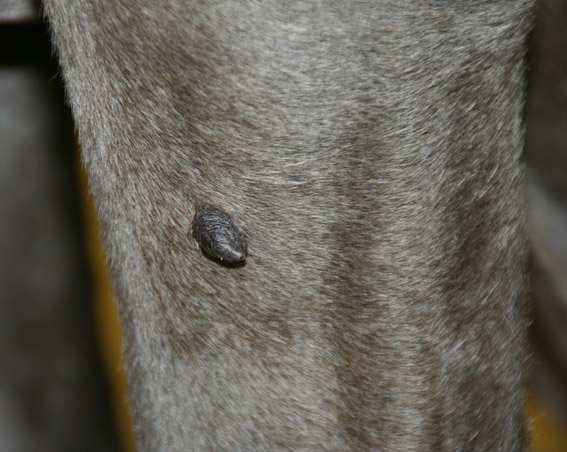 Dierenkliniek Tiel-Drumpt: Poot van de hond, voor de behandeling tijdens het wrattenspreekuur