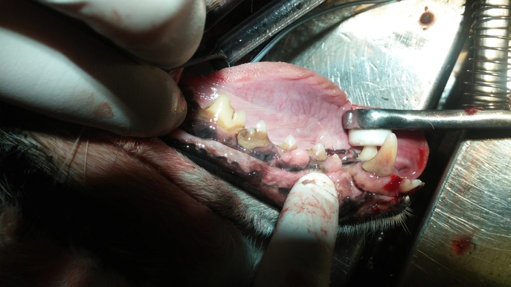 afbeelding Slecht Gebit