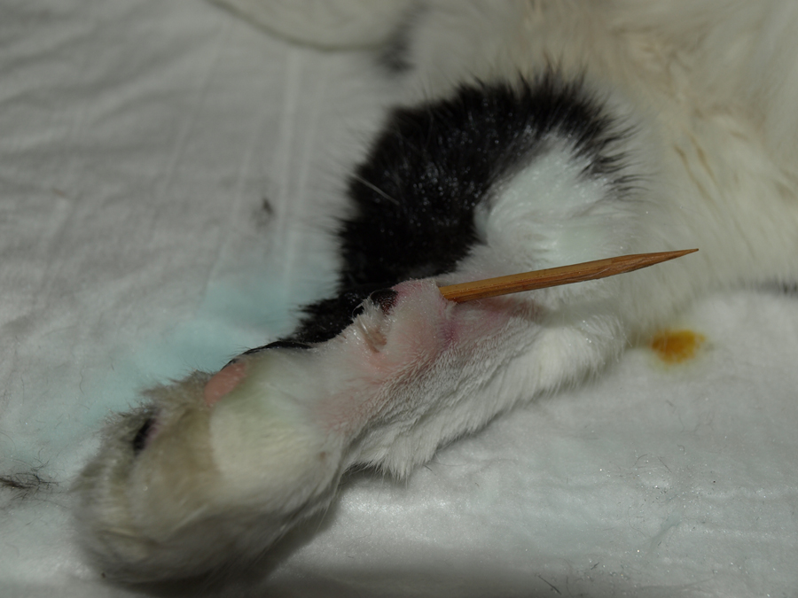 De plek is geschoren en schoon gemaakt.