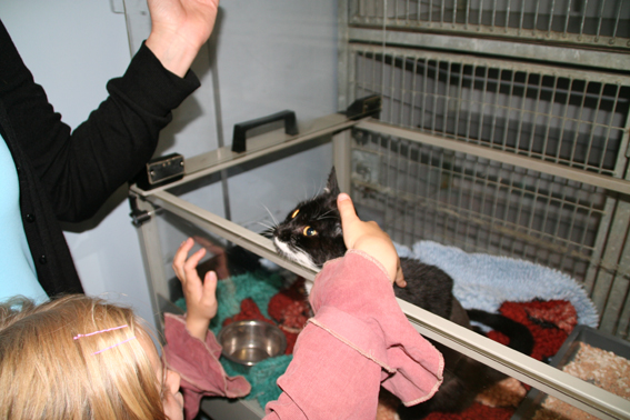 afbeelding Een mogelijk aangereden kat