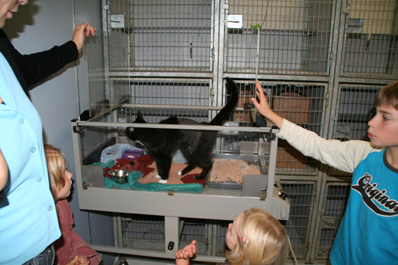 Otje na de operatie om de buikwand te herstellen.