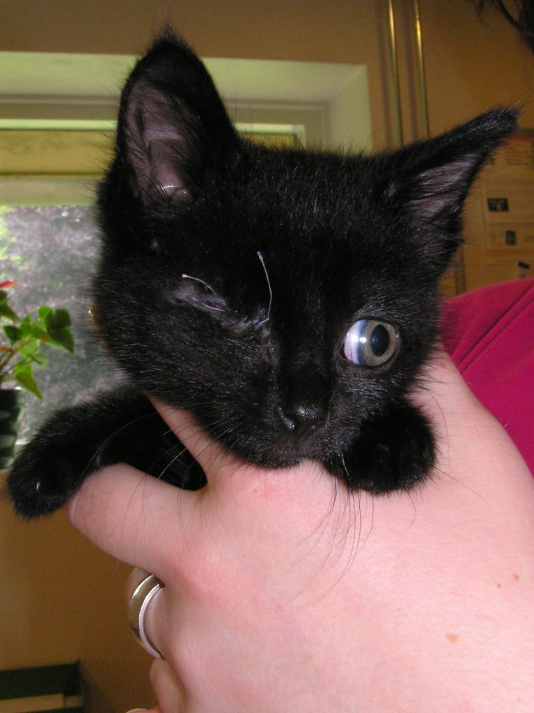 Dierenkliniek Tiel-Drumpt: Kitten waarbij 1 oog verwijderd is.