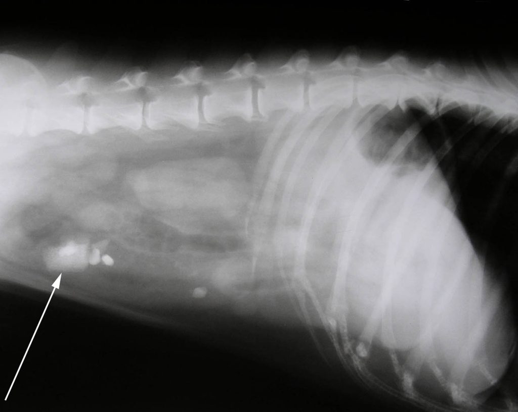 Dierenkliniek Tiel-Drumpt: De structuur die in de darmen van de hond klem bleek te zitten.