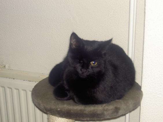 Dierenkliniek Tiel-Drumpt: Katten met 1 oog redden zich prima.