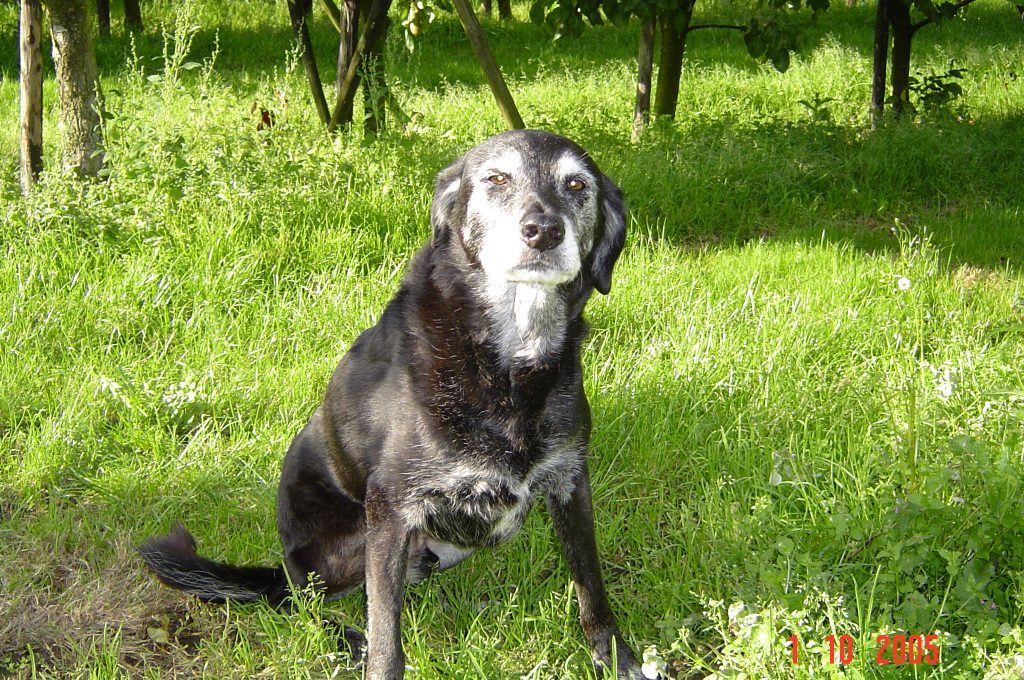 Dierenkliniek Tiel-Drumpt: Nadat de dierenarts een bot uit de darm van hond Bas uit Kerk-Avezaath had gehaald, kon hij weer genieten van de zon in de boomgaard.
