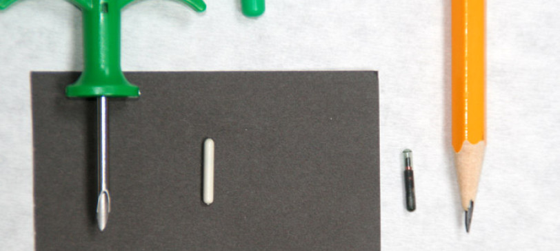 Dierenkliniek Tiel-Drumpt: Pups moeten gechipt en geregistreerd zijn. Een vergelijking tussen de oude chip (rechts) en de nieuwe (links). Alle puppies die na 1 april 2013 geboren zijn, moeten verplicht gechipt en geregistreerd worden.