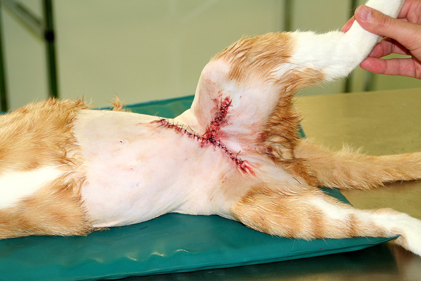 afbeelding Joris een kat met bulten in de lies