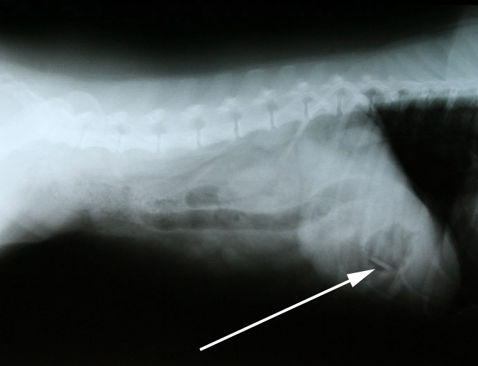 Dierenkliniek Tiel-Drumpt: Op deze röntgenfoto is ineens wel wat te zien (zie pijl).
