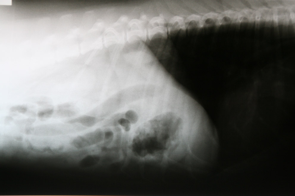 Dierenkliniek Tiel-Drumpt: Op deze röntgenfoto is niks bijzonders in de maag te zien.