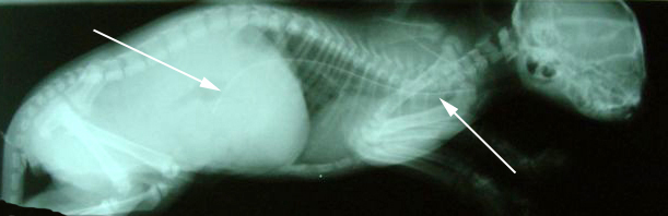 afbeelding Fleurtje een kat met een voedingssonde