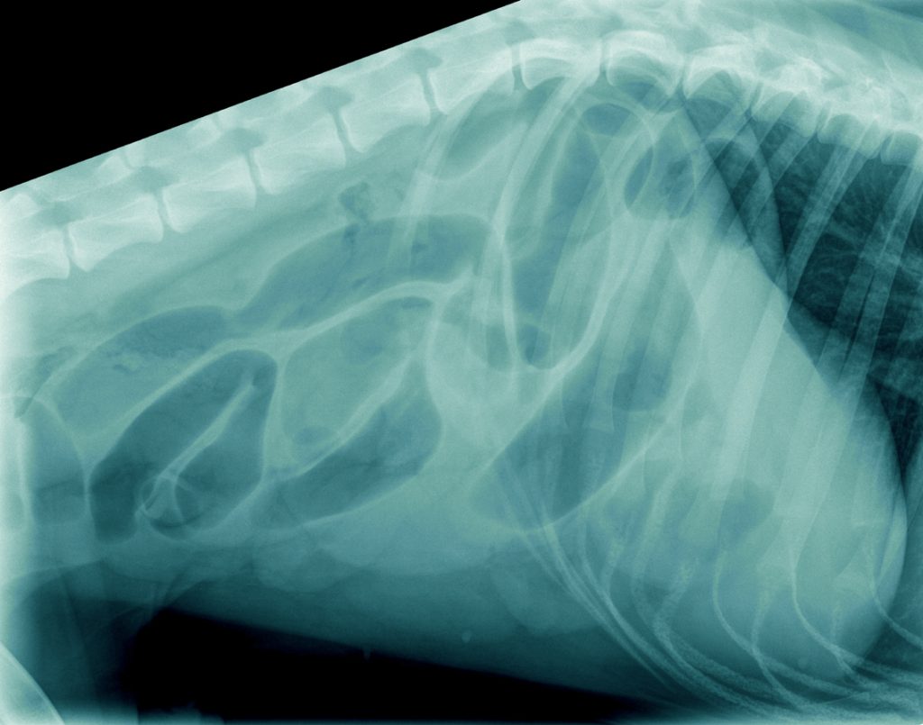 Gasophoping in de darmen van een hond