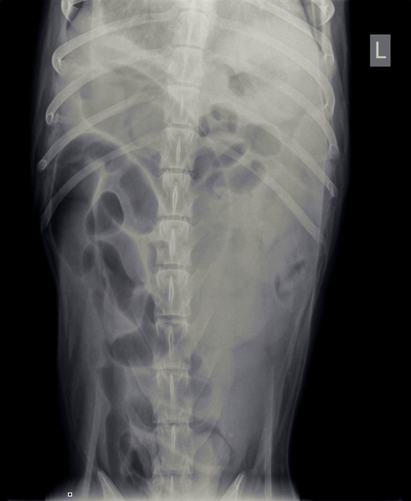 afbeelding Hond T-bone blijft braken