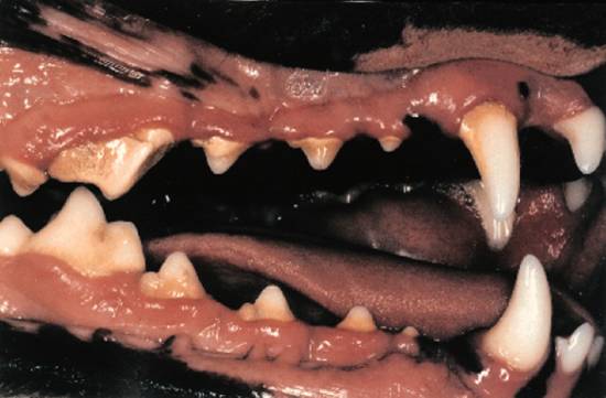 afbeelding Gebitsverzorging met behulp van voer